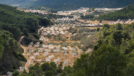 Floraci�n en la Regi�n de Murcia
