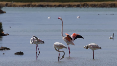 M�s informaci�n sobre San Pedro del Pinatar