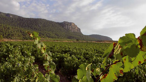 Une journ�e � Jumilla