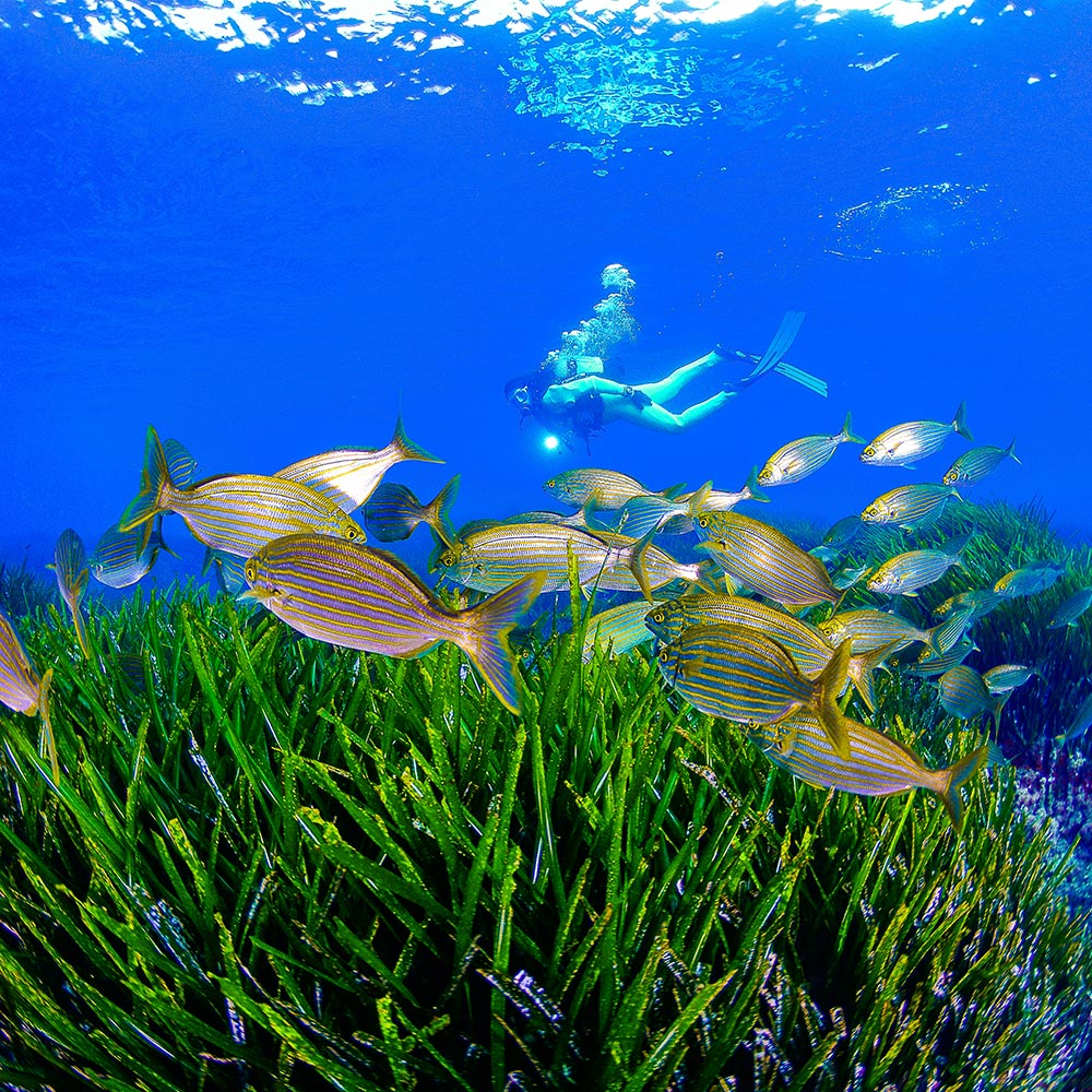 Diving