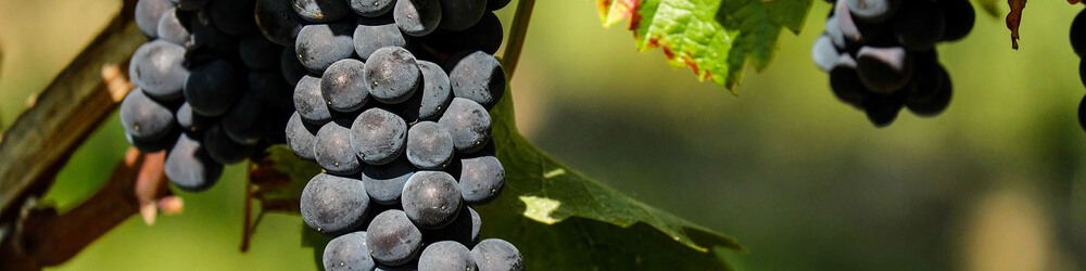 Try our wines