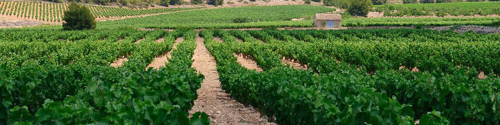 RUTA DEL VINO DE BULLAS
