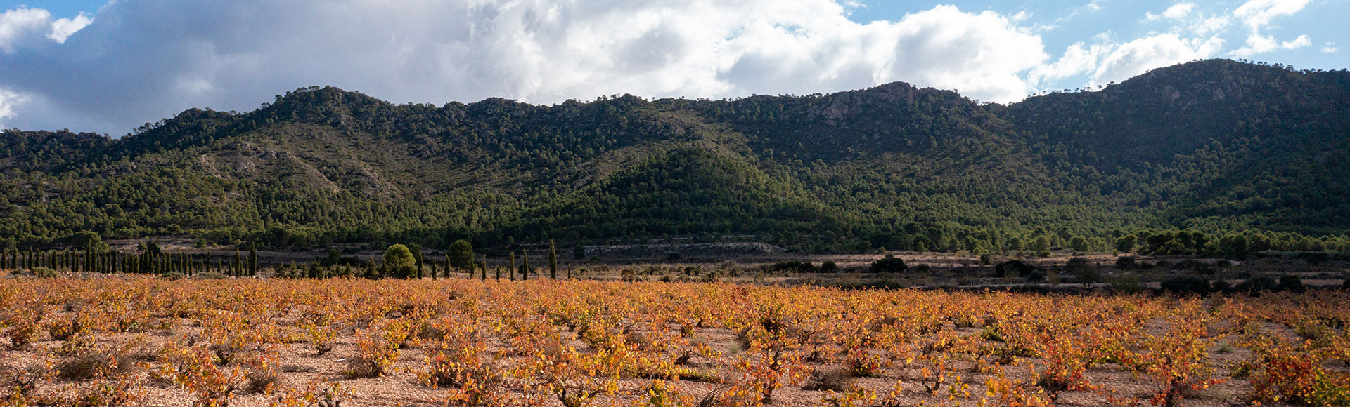 Yecla Wine Tourism