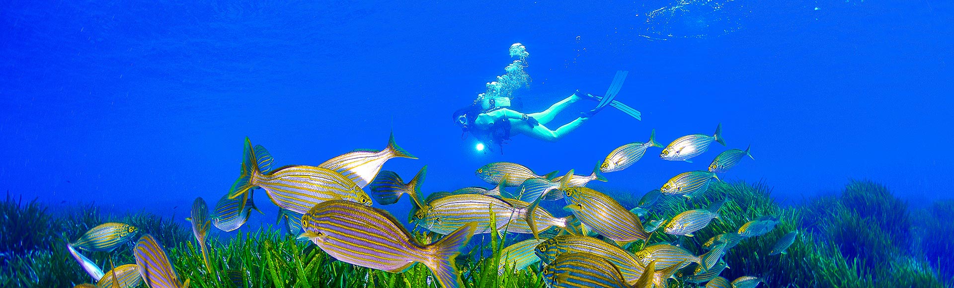D�couvrez nos fonds marins