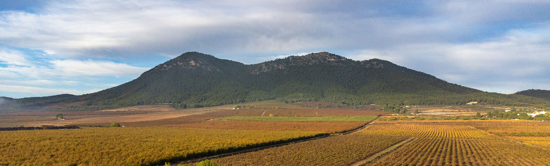 Ruta del Vino de Bullas