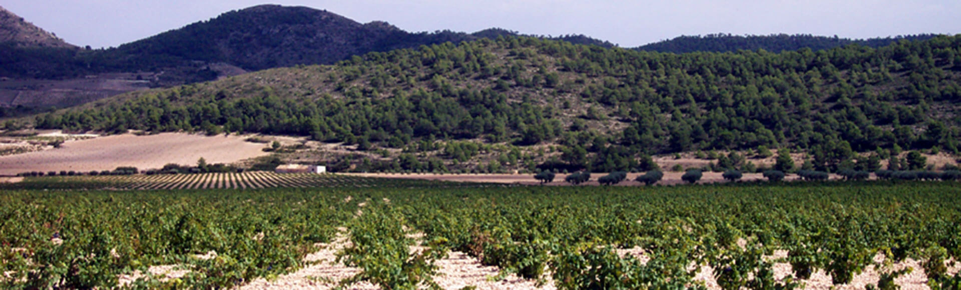Un jour d'Oenoturisme � Jumilla