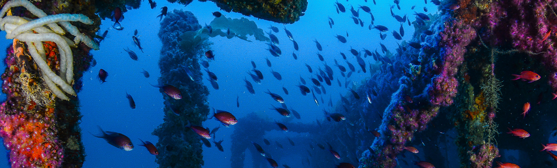 Plong�e La Manga Isla Grosa