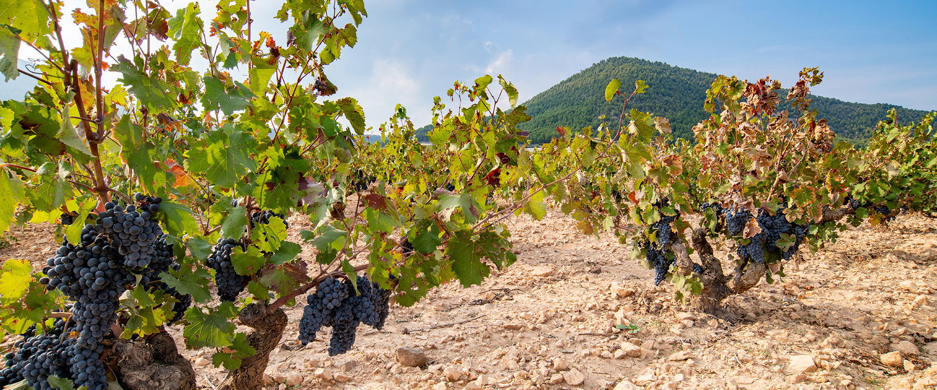 Wine Tourism