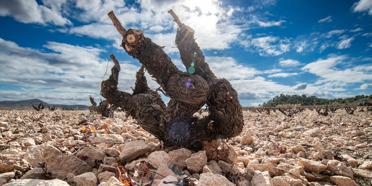 DO JUMILLA