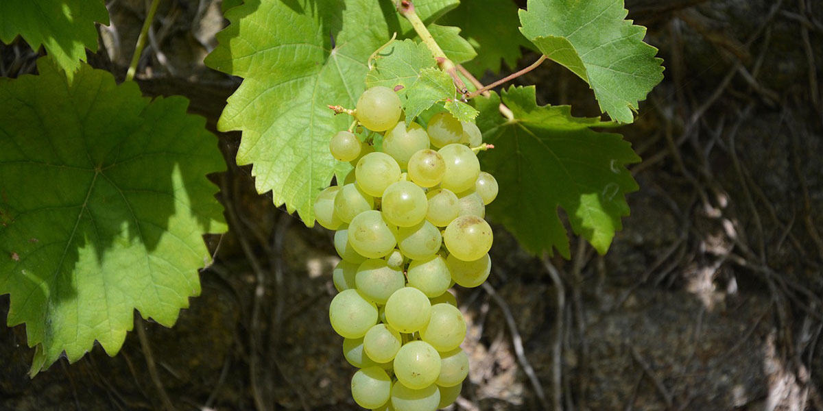 WEISSE TRAUBE