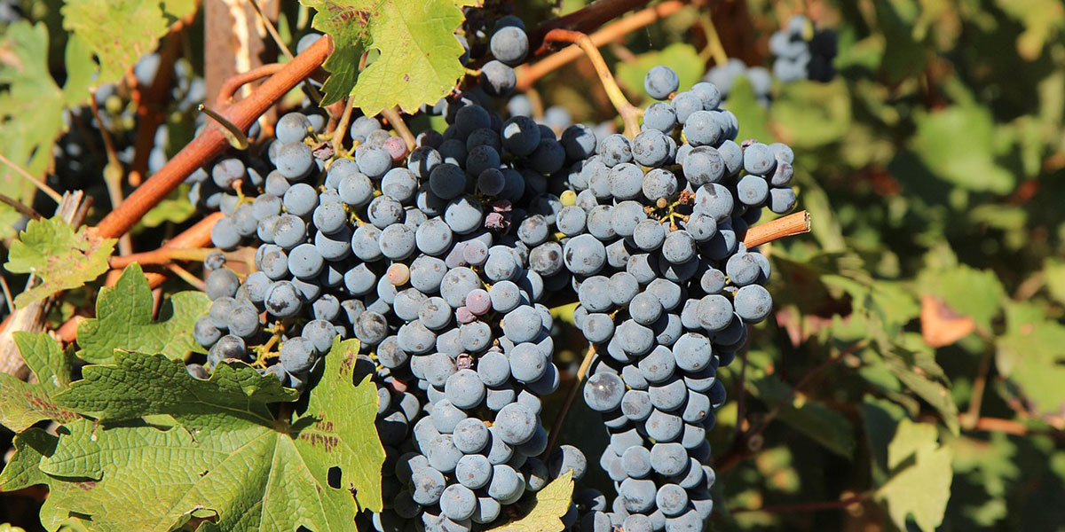 ROTE TRAUBE