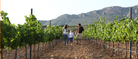 BULLAS, JUMILLA ANDA YECLA