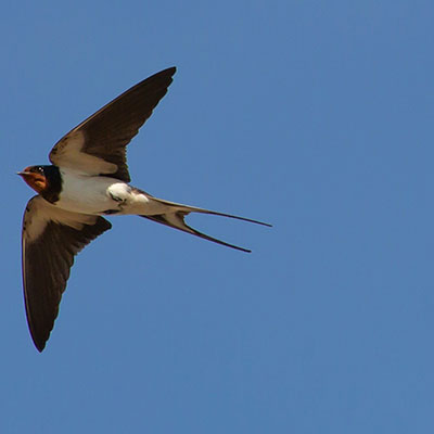 Golondrina
