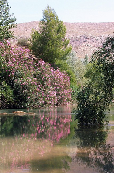 Sotos y Bosques de Ribera de Ca�averosa