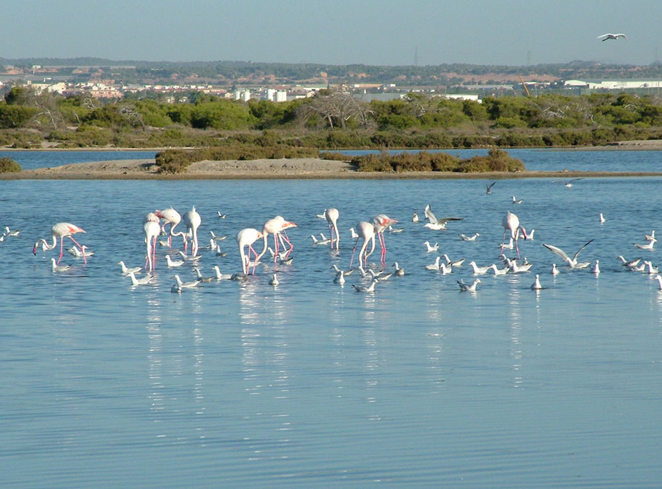 Avistamiento de Aves