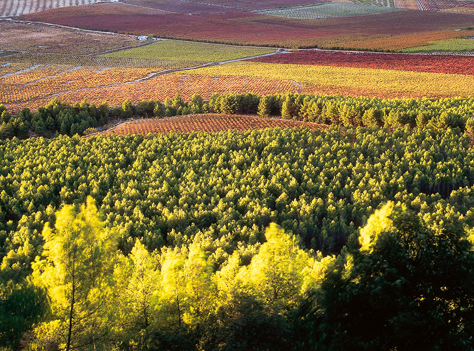 ZWISCHEN WEINBERGEN