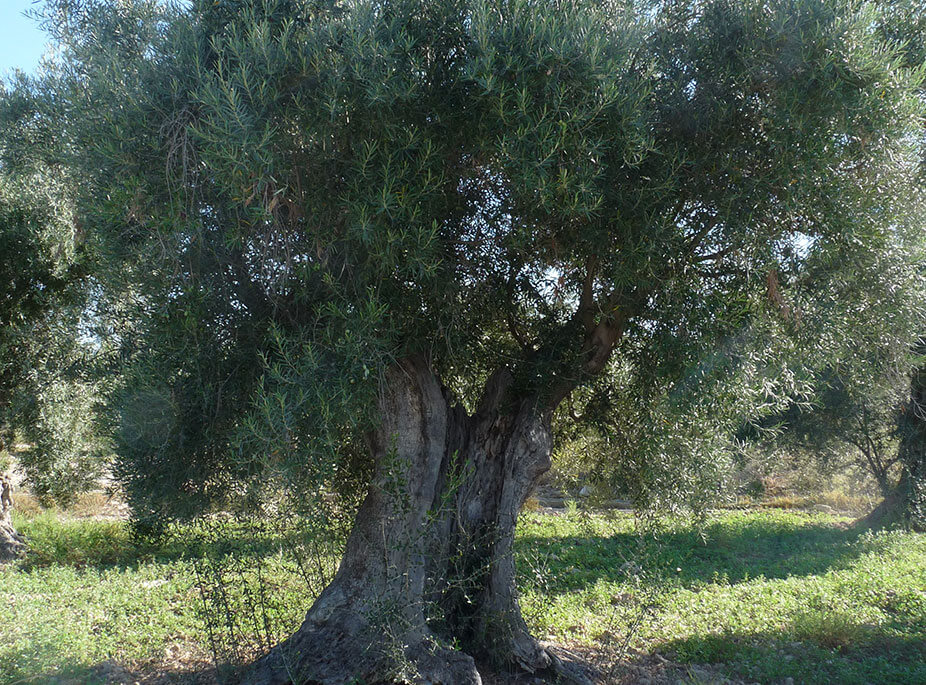 DE OLIVOS Y OLIVAS