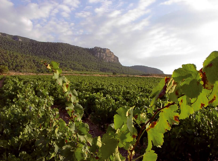 WINE  ROUTES