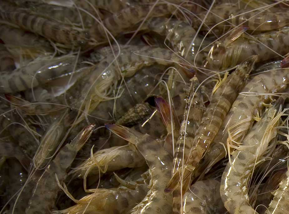 LANGOSTINOS DEL MAR MENOR
