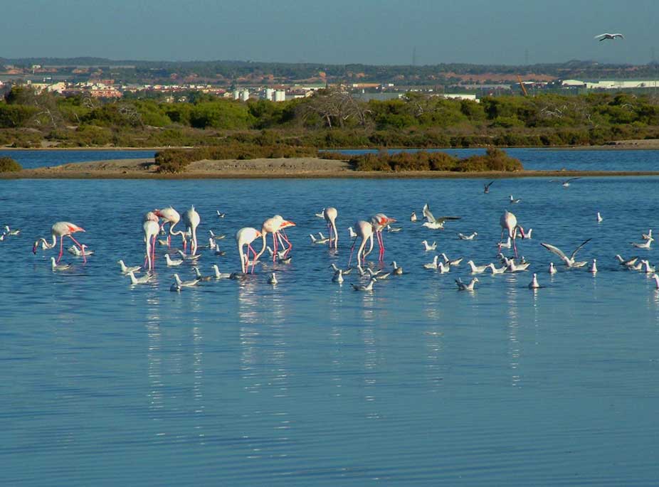 A vista de aves