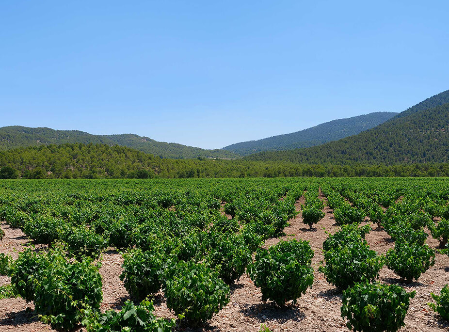 DIE WEINROUTEN
