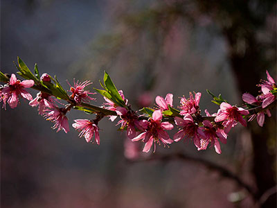 Spring	