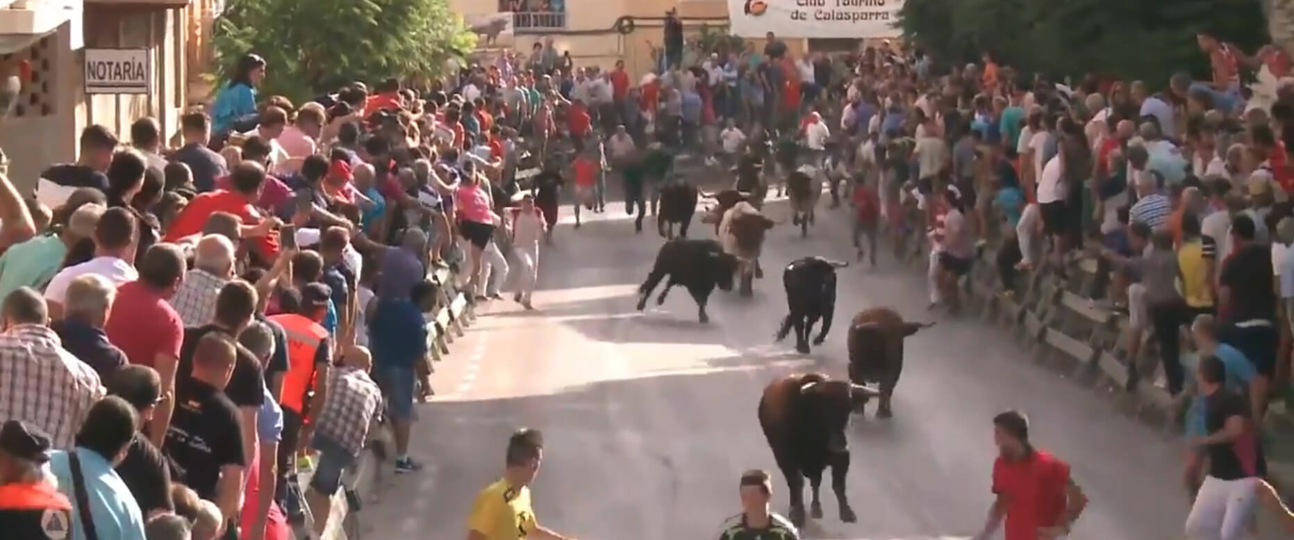 CALASPARRA