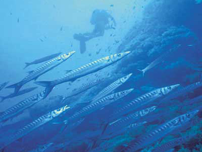 �guilas Buceo