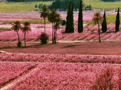 La floraci�n en la Regi�n de Murcia